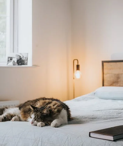 can on a bed